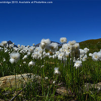 Buy canvas prints of Cotton Grass - Alps by Chris Wooldridge