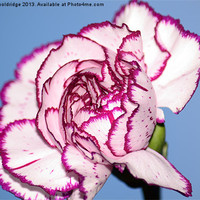 Buy canvas prints of Beautiful Purple and White Carnation by Chris Wooldridge