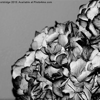 Buy canvas prints of Dried Flowers by Chris Wooldridge