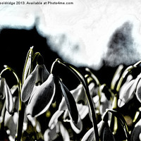 Buy canvas prints of Signs of Spring - Dark by Chris Wooldridge