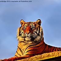 Buy canvas prints of Tiger by Chris Wooldridge