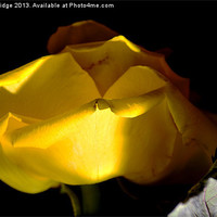 Buy canvas prints of Yellow Rose by Chris Wooldridge
