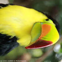 Buy canvas prints of Tucan by Andre Buys