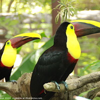 Buy canvas prints of Tucan Pair by Andre Buys