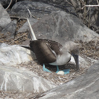 Buy canvas prints of Blue Footed Booby by Andy Gilfillan