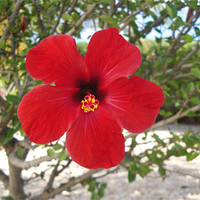 Buy canvas prints of Hibiscus in Bloom by Andy Gilfillan