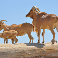 Buy canvas prints of Mountain goats by Ahmed Shaker