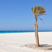 Buy canvas prints of Palm trees on the beach by Ahmed Shaker