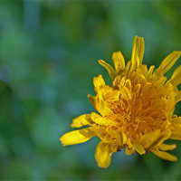 Buy canvas prints of Dandelion by Vicky Mitchell