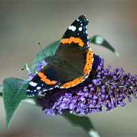 Buy canvas prints of Red Admiral by Vicky Mitchell