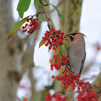 Buy canvas prints of Waxwing by Vicky Mitchell
