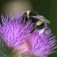 Buy canvas prints of Bee on Thistle by Vicky Mitchell