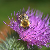 Buy canvas prints of Bee on Purple Thistle by Vicky Mitchell