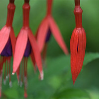 Buy canvas prints of Red Fushia by Vicky Mitchell
