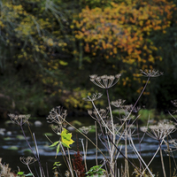 Buy canvas prints of Autumn on the Don by Vicky Mitchell
