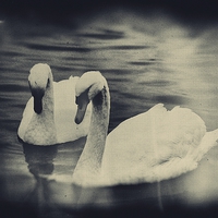 Buy canvas prints of Swans by Vicky Mitchell