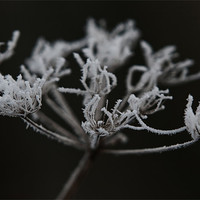 Buy canvas prints of Frozen Wild Chervil by Brian O'Dwyer