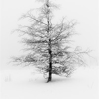 Buy canvas prints of Fog and Tree by Brian O'Dwyer