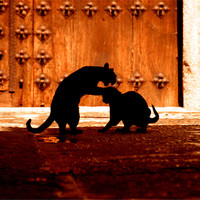 Buy canvas prints of Les Chats Noirs by Brian O'Dwyer