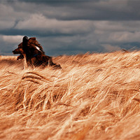 Buy canvas prints of Grizzley in the corn by Brian O'Dwyer