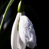 Buy canvas prints of Snow Drop and Raindrops by Brian O'Dwyer