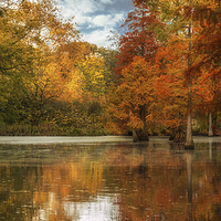 Buy canvas prints of  Rombergpark In Autumn by Brian O'Dwyer