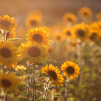 Buy canvas prints of  Sunflower Sunset by Brian O'Dwyer