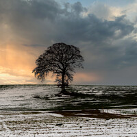 Buy canvas prints of The Lone Tree by Brian O'Dwyer