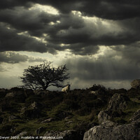 Buy canvas prints of Lone tree and sheep by Brian O'Dwyer