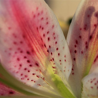 Buy canvas prints of Pink Lilly Close-up by Becs Mason