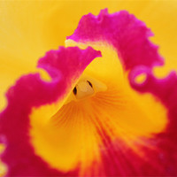 Buy canvas prints of Brightly coloured Orchid flower by Becs Mason