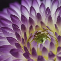 Buy canvas prints of Peeping Chrysanthemum purple flower by Becs Mason