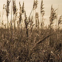 Buy canvas prints of Golden Field by Leanne Fitzwater