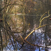 Buy canvas prints of Woodland Reflections by Rob Darts
