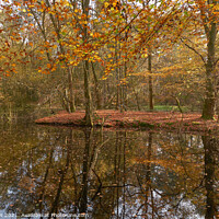 Buy canvas prints of Autumn Colour  by Rob Darts