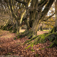 Buy canvas prints of Gnarled Trunks by Rob Darts