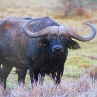 Buy canvas prints of cape buffalo by caren chapman