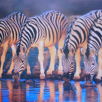 Buy canvas prints of burchell zebras by caren chapman