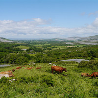 Buy canvas prints of The Cows of County Clare by James Boler