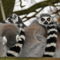 Buy canvas prints of Ring Tailed Lemur by Mark Lee