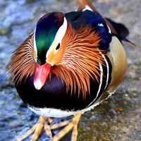 Buy canvas prints of The Male Mandarin Duck by Mark Lee
