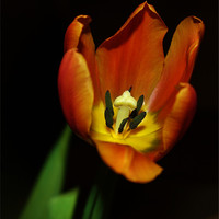 Buy canvas prints of An Open Tulip by Mark Lee
