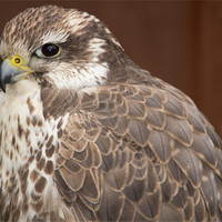 Buy canvas prints of Peregrine Falcon by Mark Lee