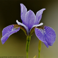 Buy canvas prints of Iris Flower by Mark Lee