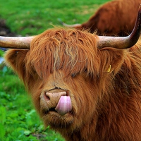 Buy canvas prints of Highland Cattle by Mark Lee