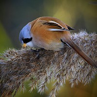 Buy canvas prints of Bearded Tit by Mark Lee