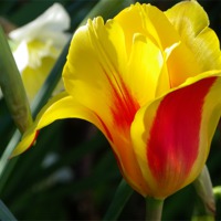 Buy canvas prints of Spring Tulip by mark hamblin