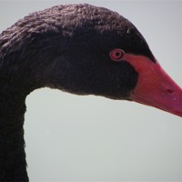Buy canvas prints of Black Swan by mark hamblin