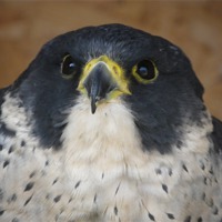 Buy canvas prints of peregrine falcon by mark hamblin