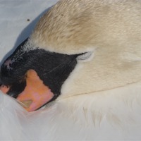Buy canvas prints of sleeping swan by mark hamblin